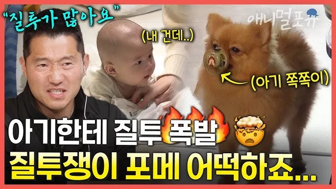 포메라니안 가격 성격 털빠짐 수명 미용_7