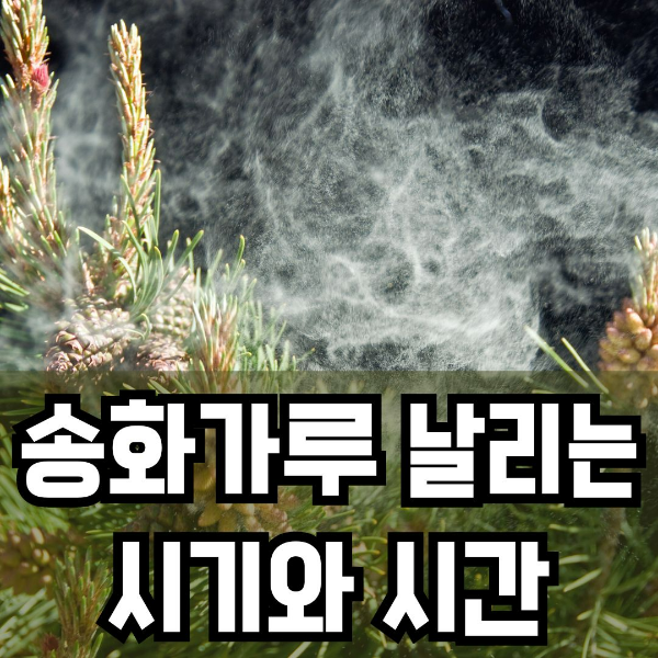 송화가루 날리는 시기와 시간