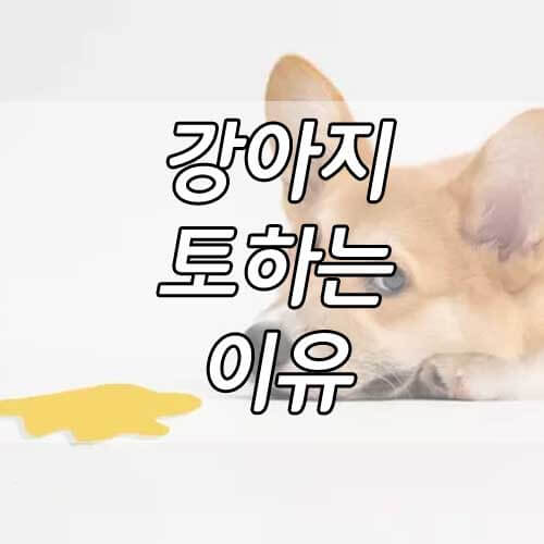 강아지 토하는 이유, 강아지가 구토하는 이유 5가지