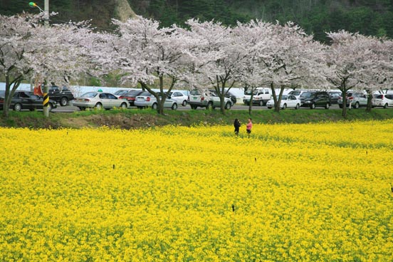 삼척 맹방 유채꽃 축제 5