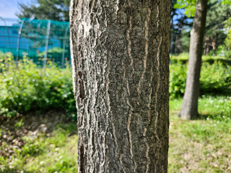대왕참나무 수피1