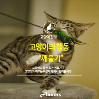 고양이 깨물고 핥아줄 때 관절 핥기 집사 눈물 핥는 의미_6