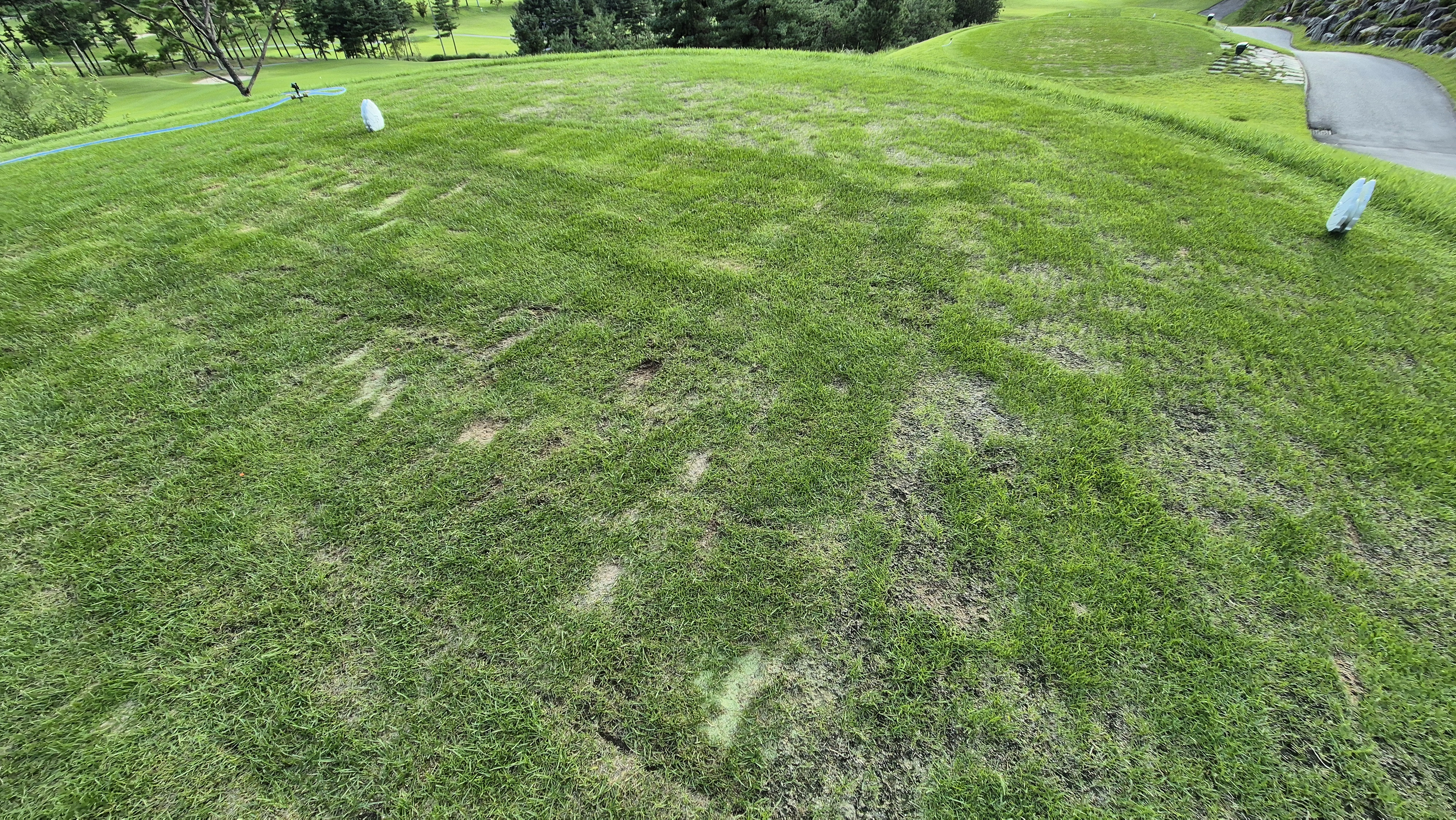 오크힐스cc 티잉구역 상태