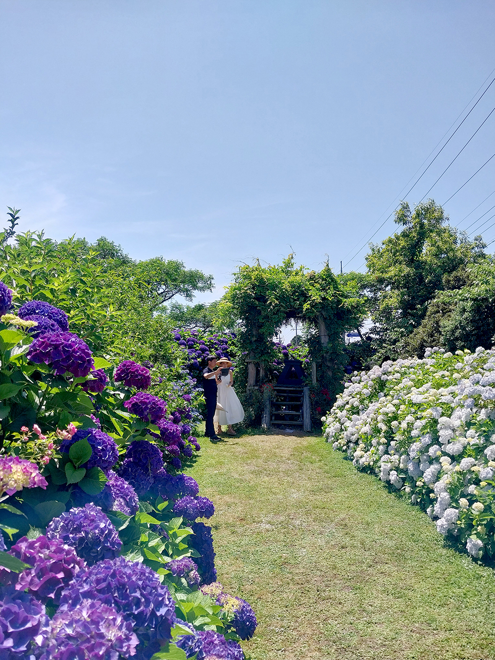 제주 동광리 수국 명소