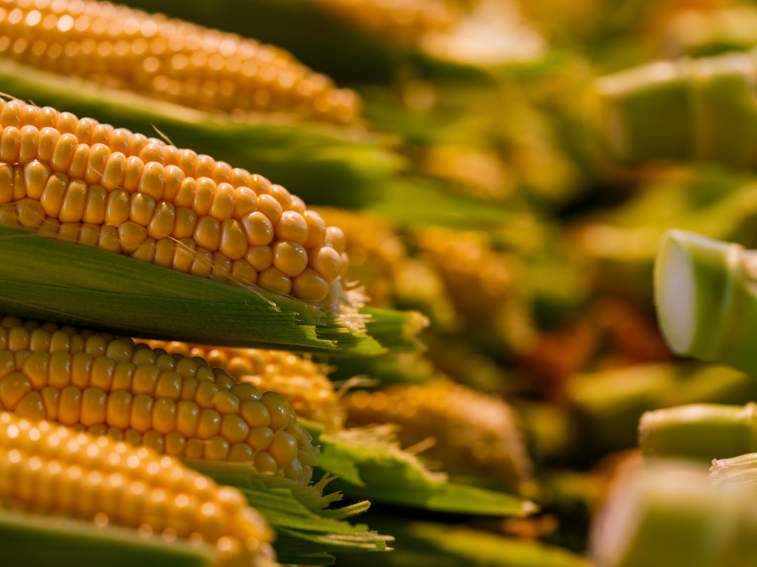 corn