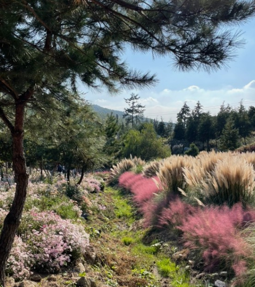 가을에 꼭 가야 하는 억새 명소