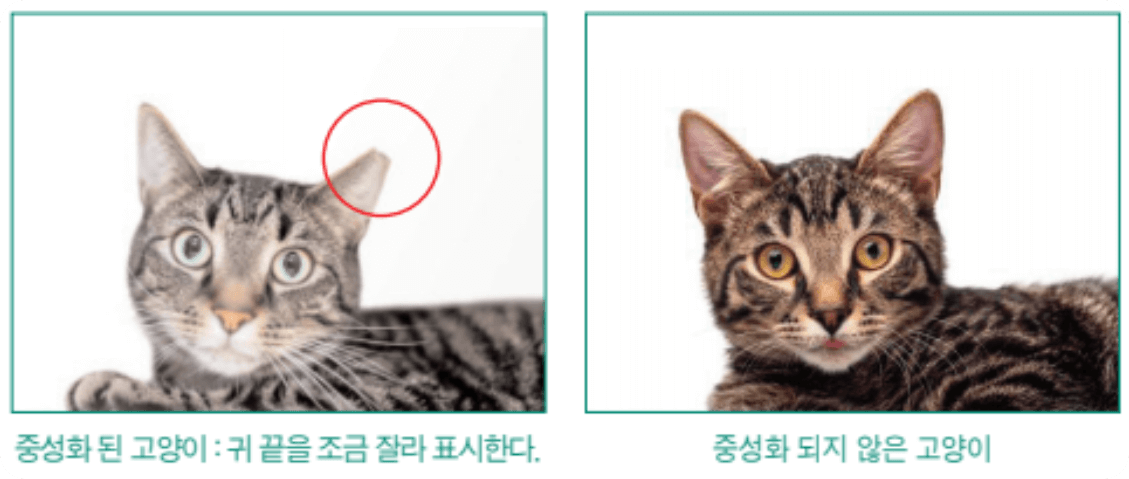 길고양이 돌봄 가이드라인