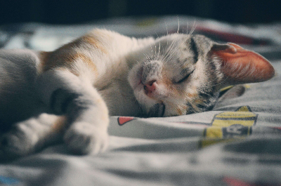 꿈꾸는 고양이 모습
