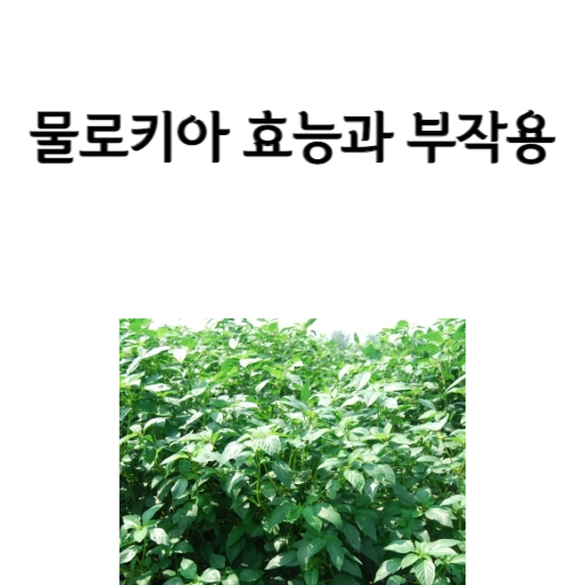 물로키아 효능과 부작용
