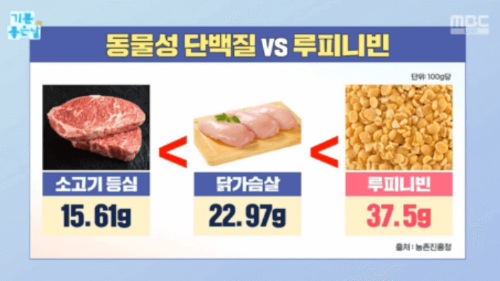 당뇨에 좋은 콩 루피니빈의 단백질 비교