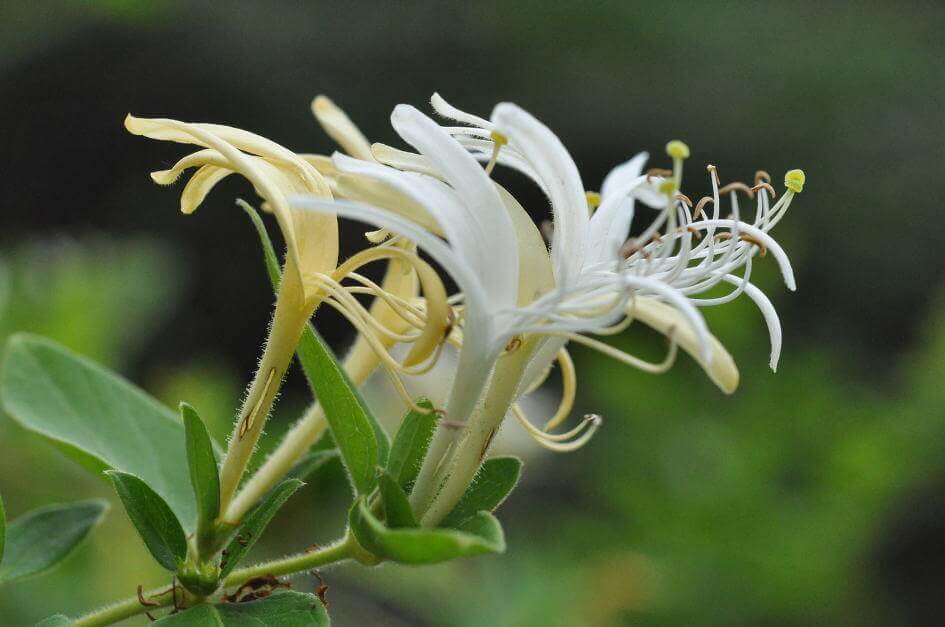 금은화(인동초) 9가지 효능 및 부작용과 복용법