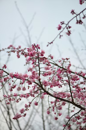 야외 벚꽃 피크닉 필수템! 보온병 꿀팁과 찬물에 우러나는 이지드립 드립백 추천