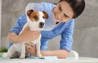 강아지 중성화 수술/출처:어도비스톡