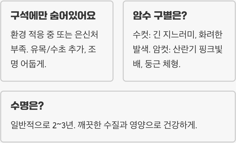 골든볼라미네지 키우기 A to Z (어항, 먹이, 수질 관리)
