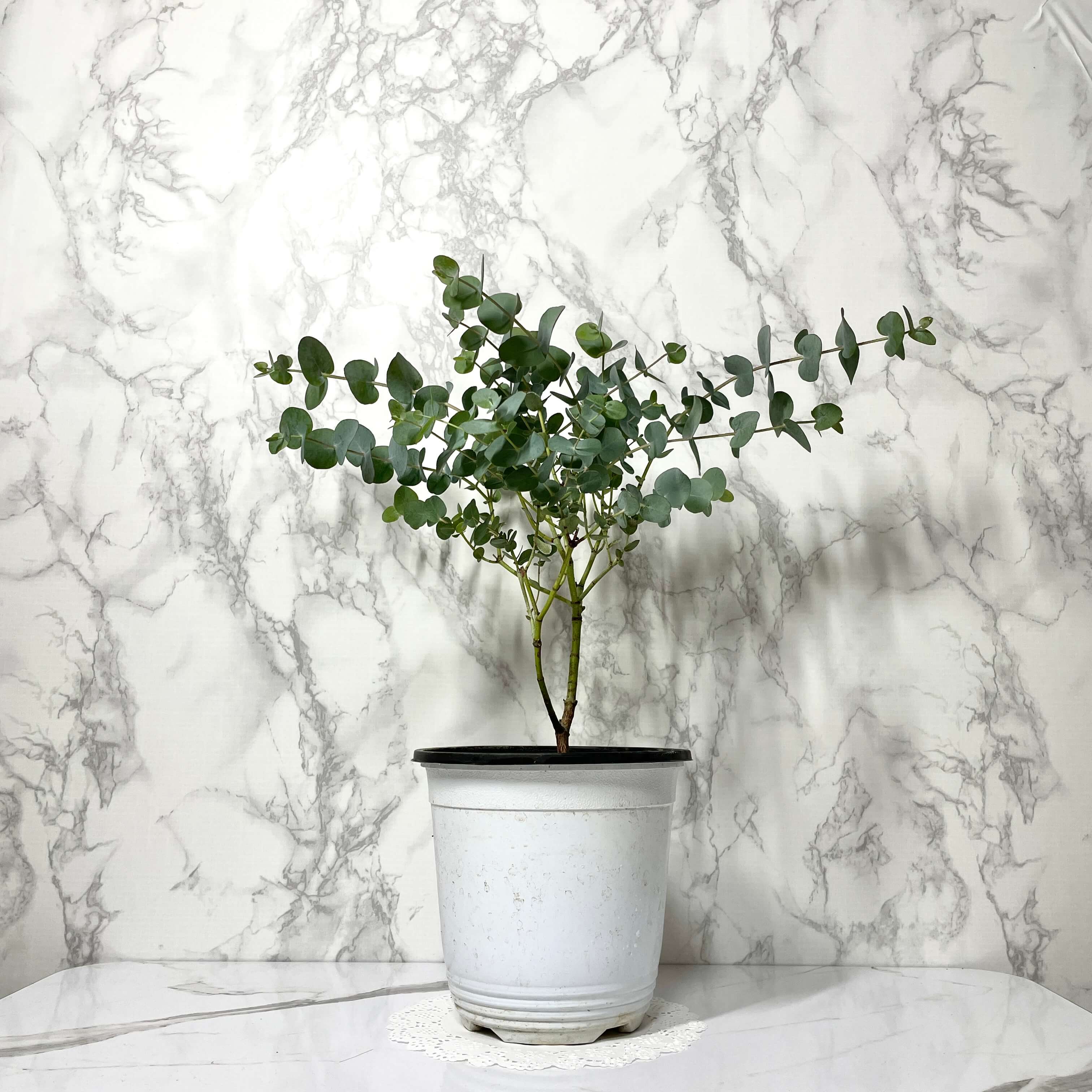 유칼립투스 키우기