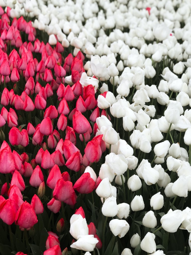 에버랜드 튤립축제