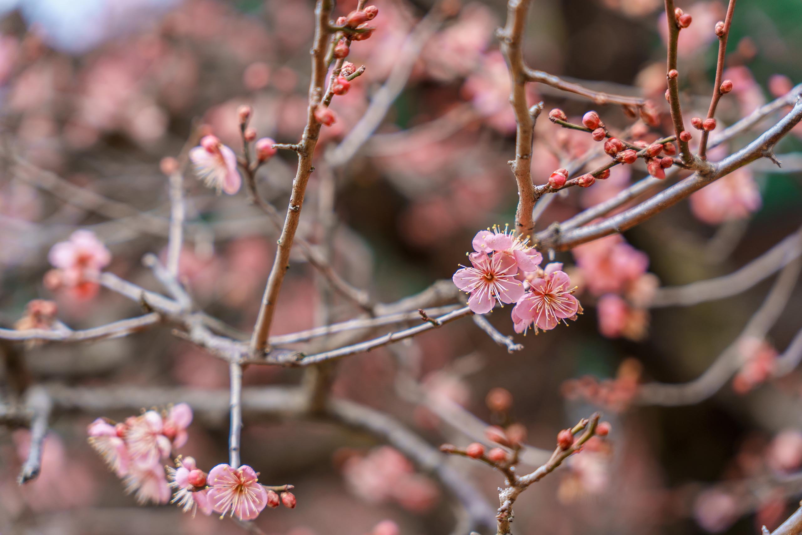 경상남도 양산 통도사
