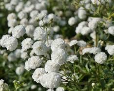 화이트캔디 꽃 이미지 사진