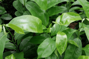 그라비올라 효능08