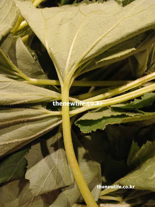 머위 효능 영양성분 사포닌