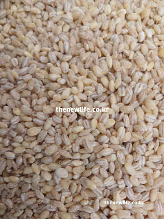 고지혈증 좋은 음식 통곡물 보리