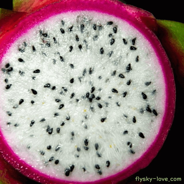 용과 고르는 법