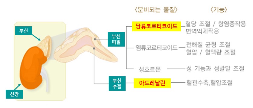부신과 신장, 분비물질과 그 기능 출처 질병관리청