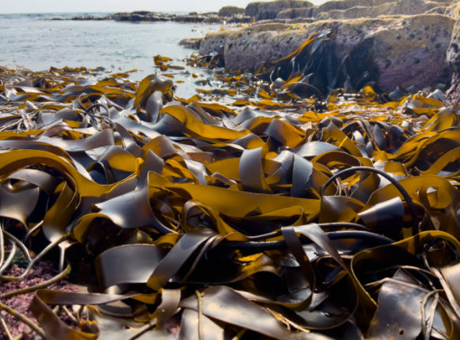 항암음식 미역과 관련된 사진