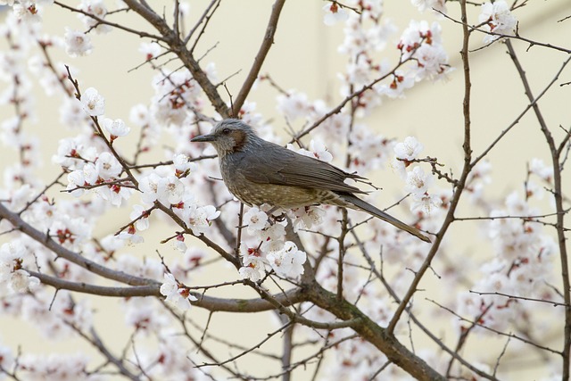 벚꽃 개화시기 2024