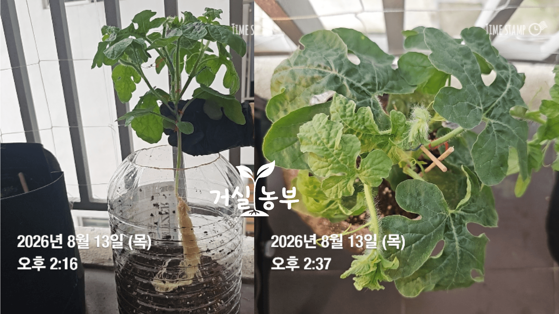 수경재배에서 흙 화분으로 이식한 직후 잎이 펼쳐져 있는 수박 모종