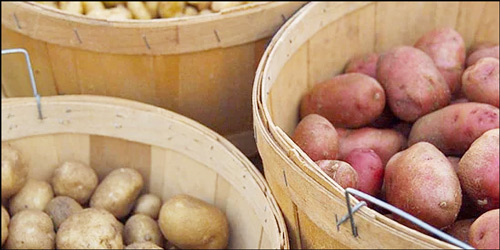 홍감자 효능 일반감자 홍감자 이미지