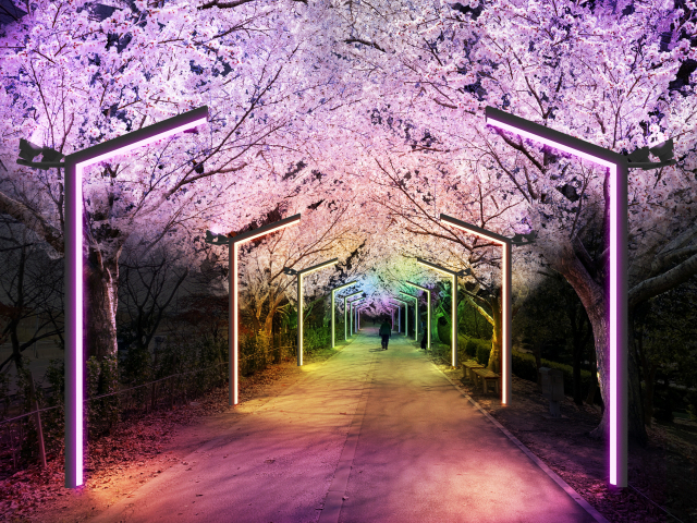 부산-삼락생태공원-벚꽃길-야경