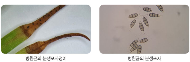 메타세쿼이아 잎마름병4