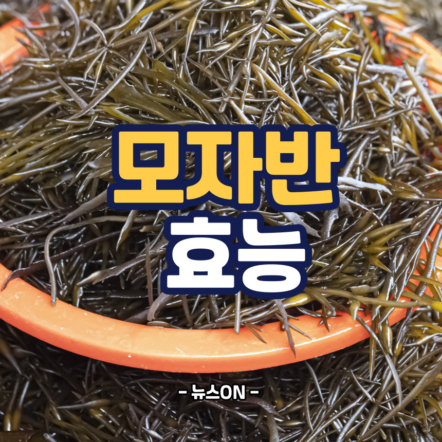 모자반 효능