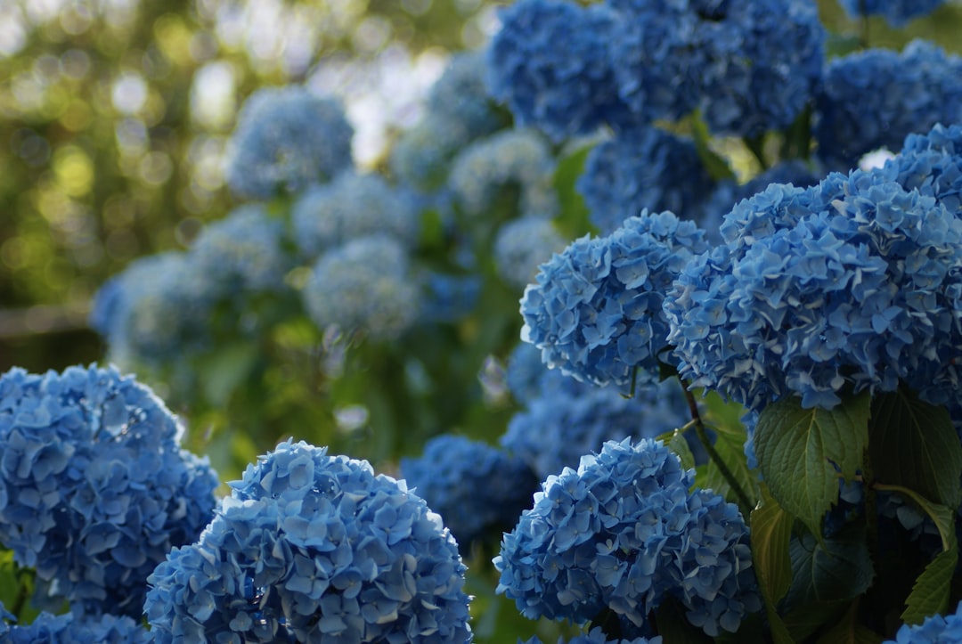 Hydrangea