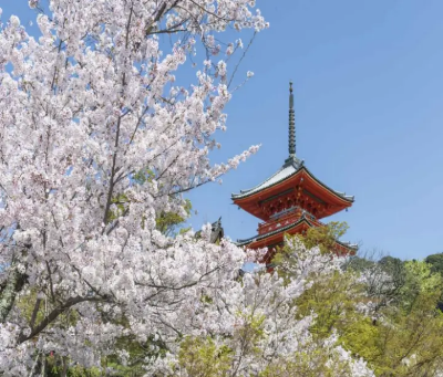 일본-교토-벚꽃-명소-기요미즈테라-벚꽃-사진