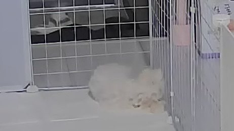 홈캠으로 본 구루미 잠든 모습