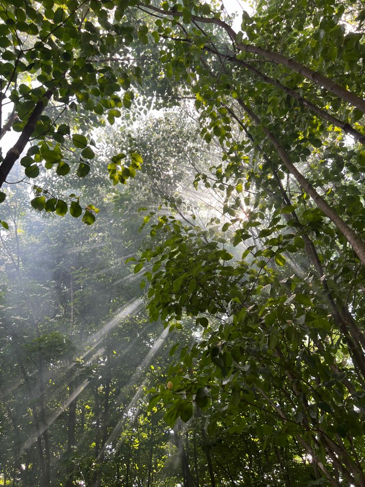 햇볕이 쏟아지는 산딸나무 숲의 사진