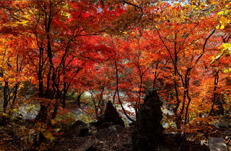 축령산 자연휴양림