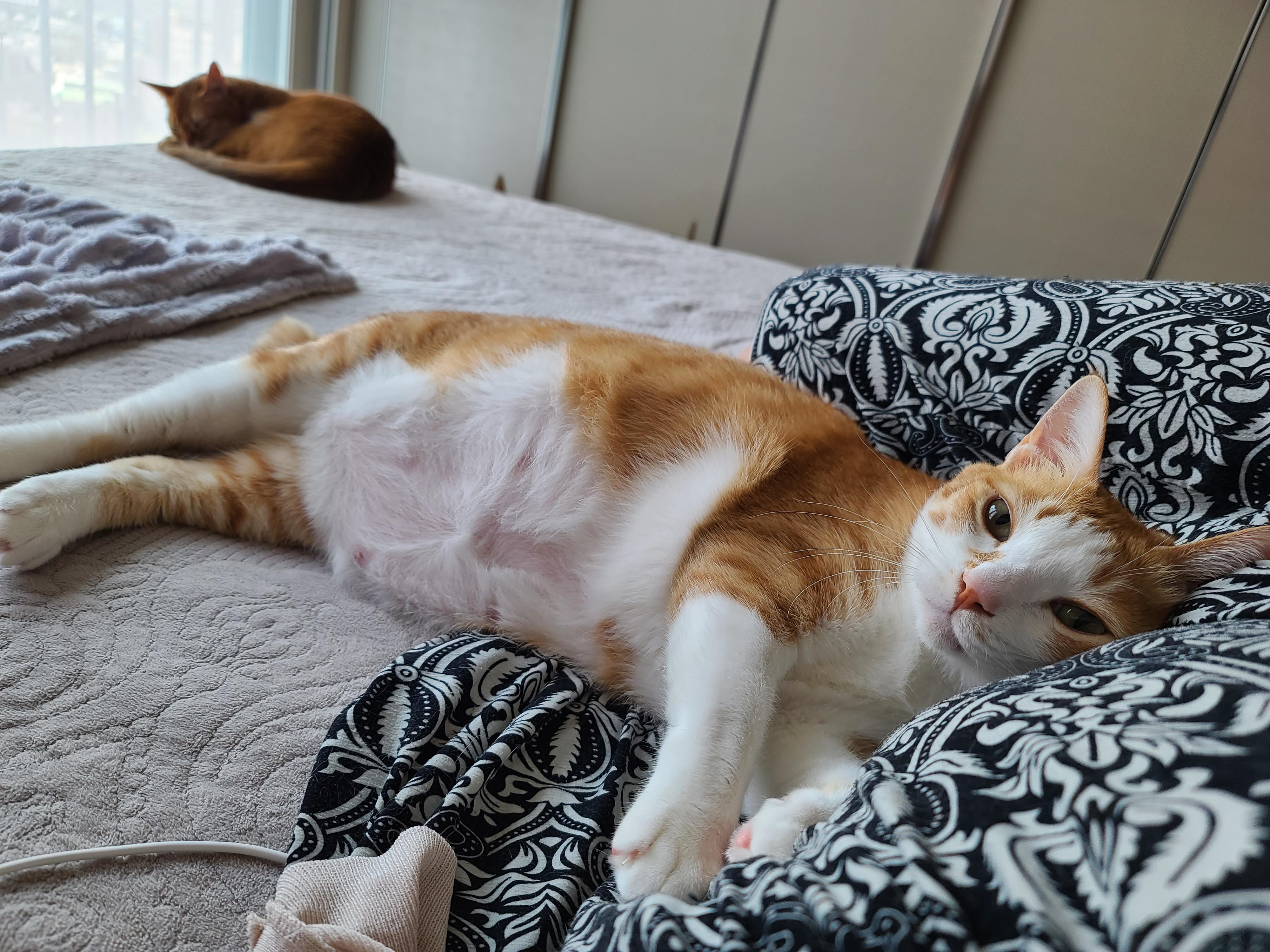 루프탑을 이용하고 싶었던 고양이 호야!(feat. 다다)