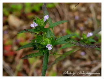약용식물 가는잎산들깨 석향유 여름철 한방재 건강 효과_9