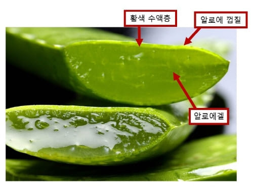 알로에의-구조