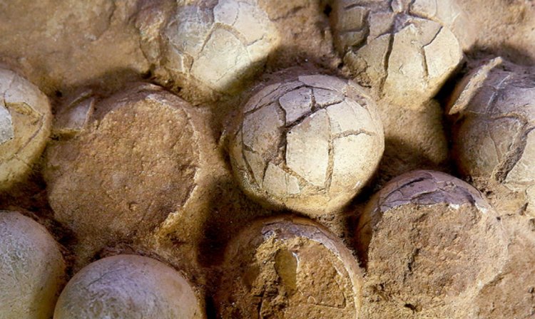 해남 공룡박물관