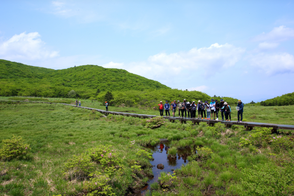 인제 대암산 용늪