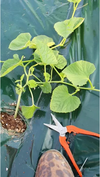 참외 순치기 순지르기 방법과 그림으로 쉽게 정리_7