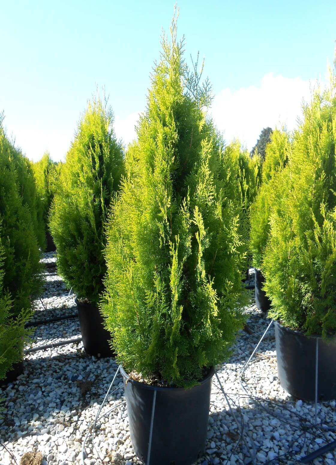 처음 시작하는 가드닝, 키우기 쉬운 정원수 BEST 10