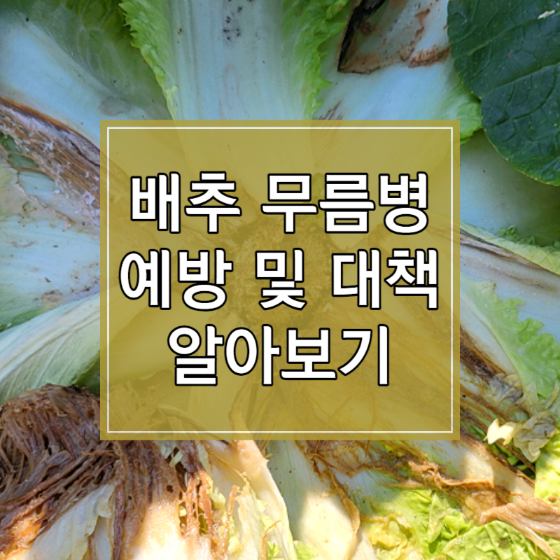 배추 무름병 예방 및 대책 방법 썸네일