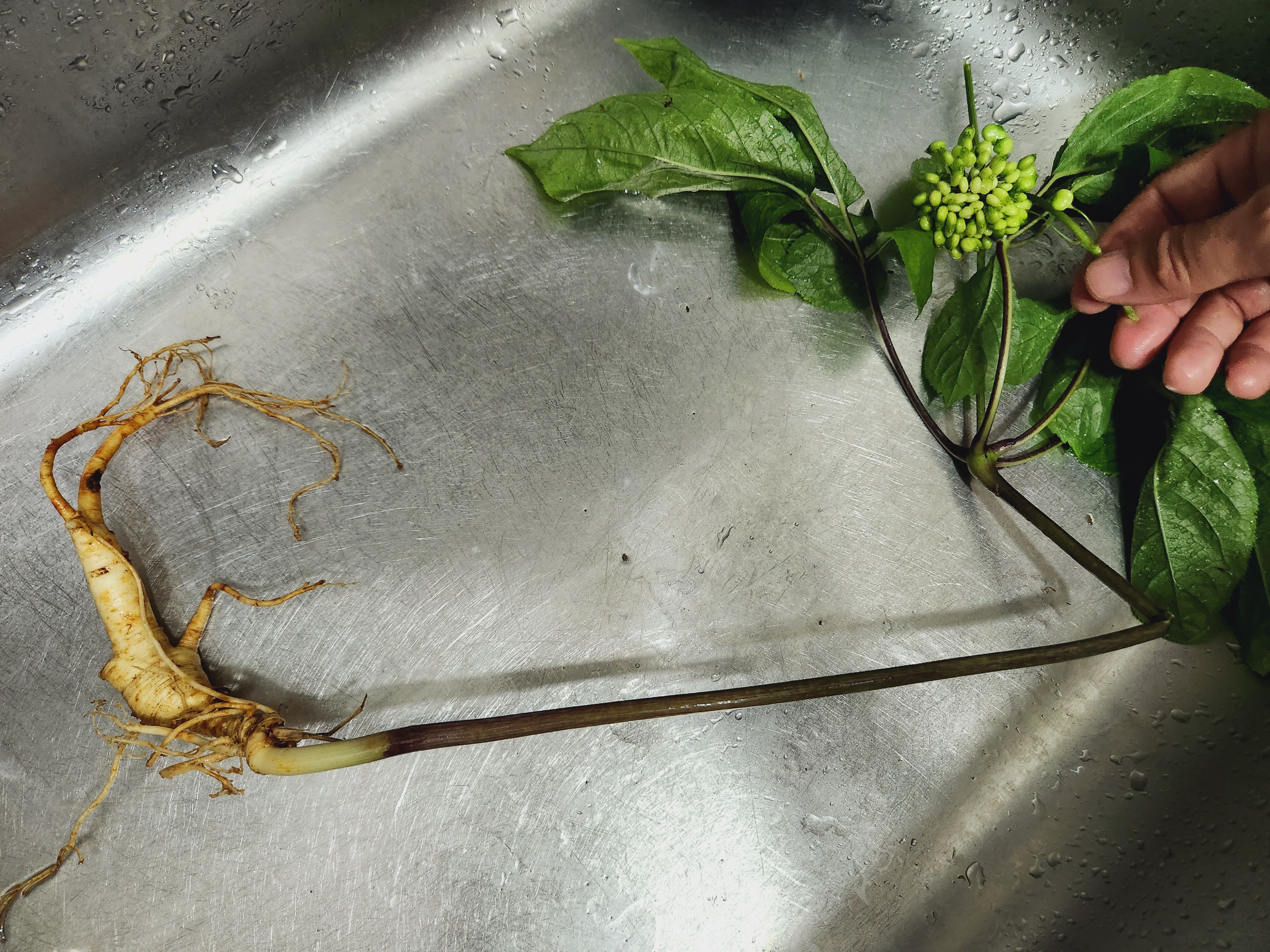 산양삼 먹는방법 효능 장뇌삼 차이는?