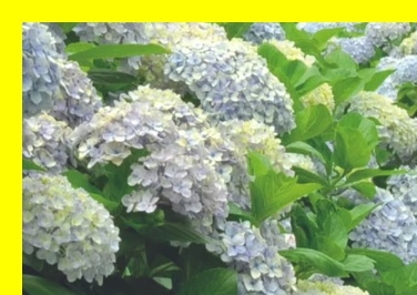 제주 풍경 좋은 곳, 제주 사진 찍기 좋은 곳, 제주 자연 테마여행, 카멜리아힐 야경, 카멜리아힐 추천 시간대, 카멜리아힐 사람 적은 시간, 제주 핑크뮬리 명소, 제주 비밀정원, 제주 로컬 명소, 제주 비밀코스