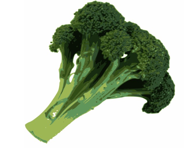 강아지 건강에 좋은 브로콜리